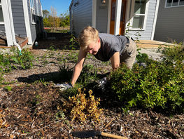 Volunteer weeding at Sand Point Cottages in Magnuson Park